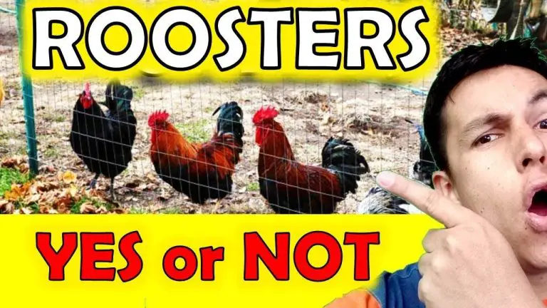 ¿Cuánto tiempo necesitan los pollitos una lámpara de calor? - Consejos