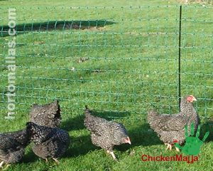 ¿Debo dejar a mis pollos en libertad?