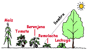 Define las dimensiones de tu huerto