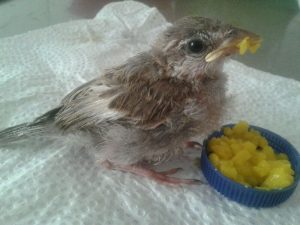 ¿Domesticar al gorrión?