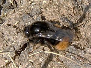 El Abejorro de Piedra
