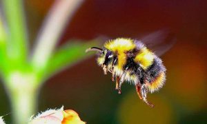 El abejorro, una ayuda creciente
