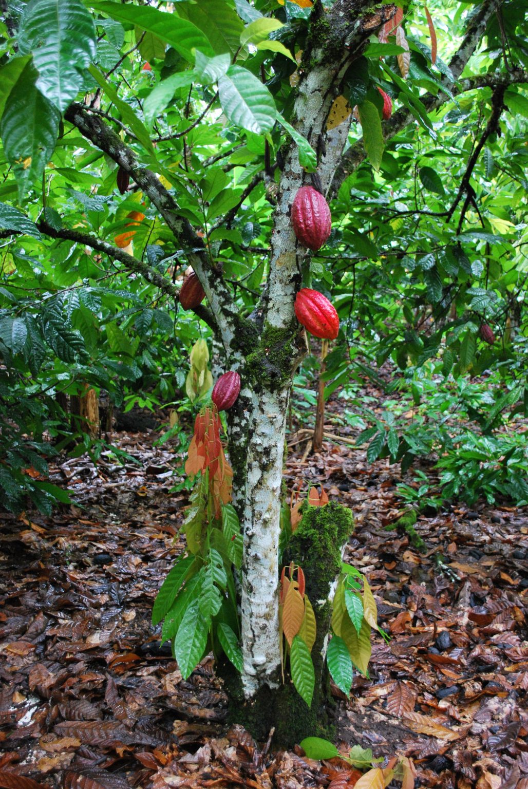 El árbol del cacao, el árbol del chocolate Consejos para mi huerto