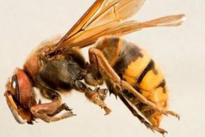 El Avispón Asiático