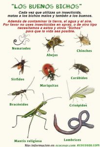 El carabido, un amigo del jardinero