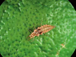 El crisópodo de ojos dorados