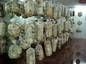 El cultivo de hongos ostra