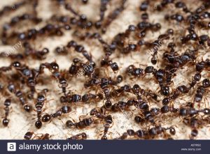 El enjambre de hormigas