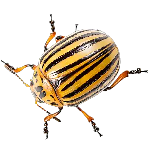 El escarabajo de Colorado