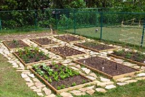El huerto en plazas, para empezar