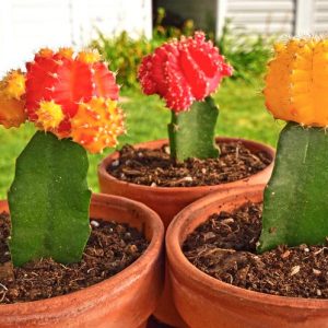 El injerto de cactus