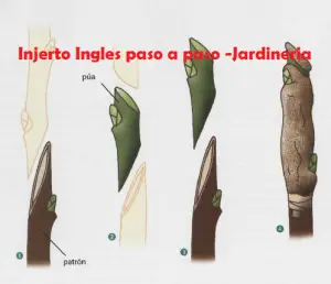 El injerto inglés
