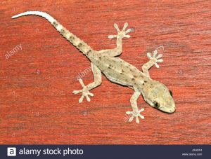 El lagarto de la pared