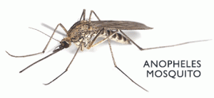 El mosquito, conociéndolo mejor