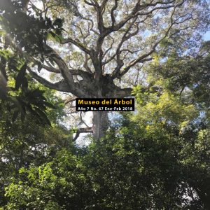 El néctar de oro, un artista de nuestros bosques