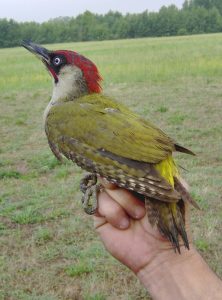 El Pájaro Carpintero Verde