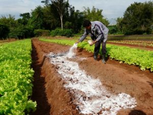 El secreto de un jardín y una granja exitosos, fertilizantes y enmiendas del suelo