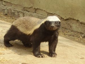 El tejón este no amado