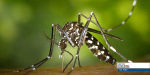 El tigre, un hermoso mosquito vector de enfermedades