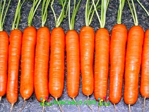 Elegir las variedades de zanahorias adecuadas