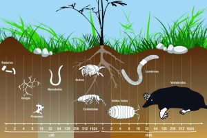 Fauna del suelo, fauna del suelo