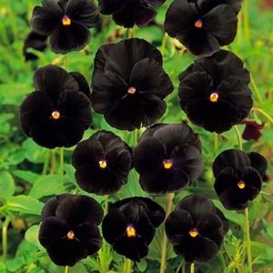 Flores negras en el jardín