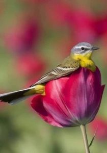 Flores para los pájaros