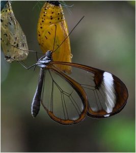 Fotografiar en un invernadero para mariposas