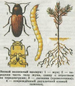 Grandes larvas: ¿larvas de cetona o de paja?