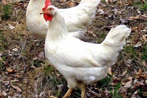 Guía para principiantes para elegir las razas de pollo para su pequeño rebaño de granjas