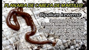 Gusanos depredadores de lombrices de tierra