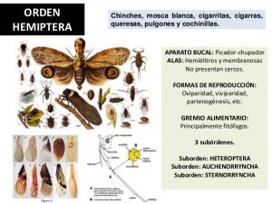 Hemípteros: pulgones, moscas blancas, escamas de insectos y cigarras.