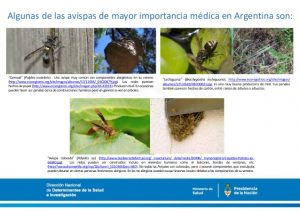 Himenópteros: abejas, abejorros, hormigas, avispas