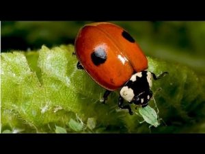 Hormigas, cochinillas, pulgones y mariquitas...
