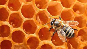 La abeja de la miel