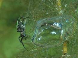 La araña de agua
