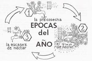 La colmena a través de las estaciones