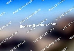 La desvitalización de un tocón de árbol