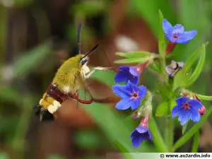 La esfinge gaseosa, como un colibrí.