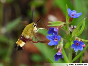 La esfinge moro, una asombrosa mariposa