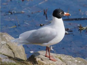 La gaviota de cabeza negra