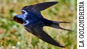 La golondrina