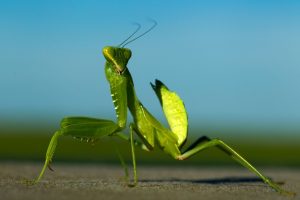 La mantis religiosa