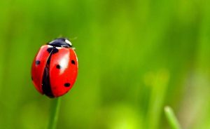 La mariquita o la bestia, por el amor de Dios...