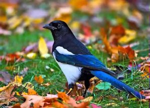 La urraca parlanchina, un pájaro ruidoso