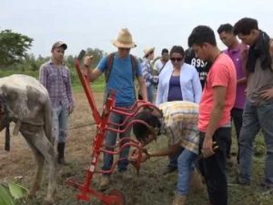 Las 3 hermanas, una técnica de cultivo ancestral