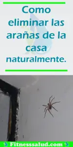 Las arañas para un hogar saludable
