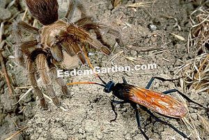 Las avispas masónicas