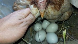 ¿Las gallinas ponen huevos sin un gallo?