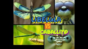 Las libélulas y los caballitos del diablo